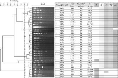 Dissemination of blaNDM–1 Gene Among Several Klebsiella pneumoniae Sequence Types in Mexico Associated With Horizontal Transfer Mediated by IncF-Like Plasmids